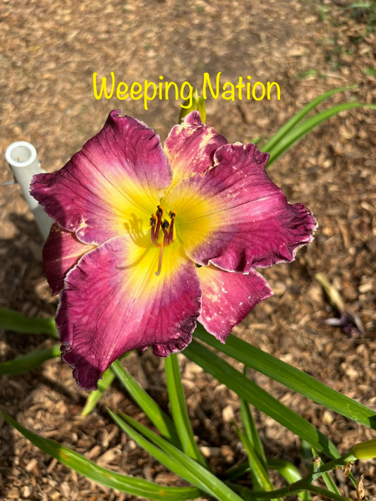 Weeping Nation