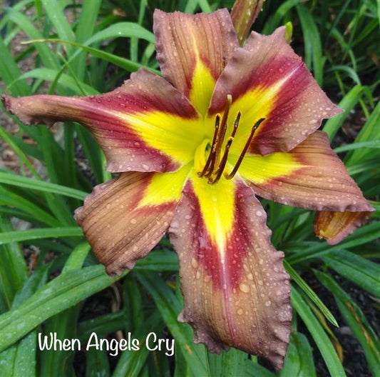 When Angels Cry