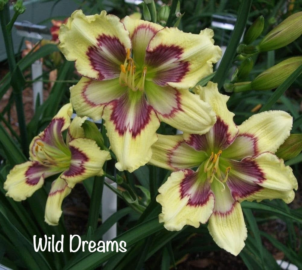 Wild Dreams