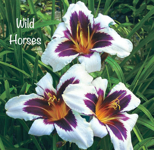 Wild Horses