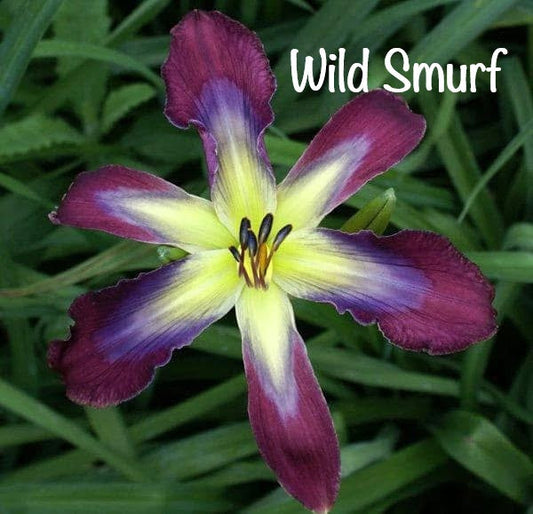 Wild Smurf