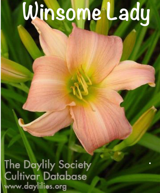 Winsome Lady
